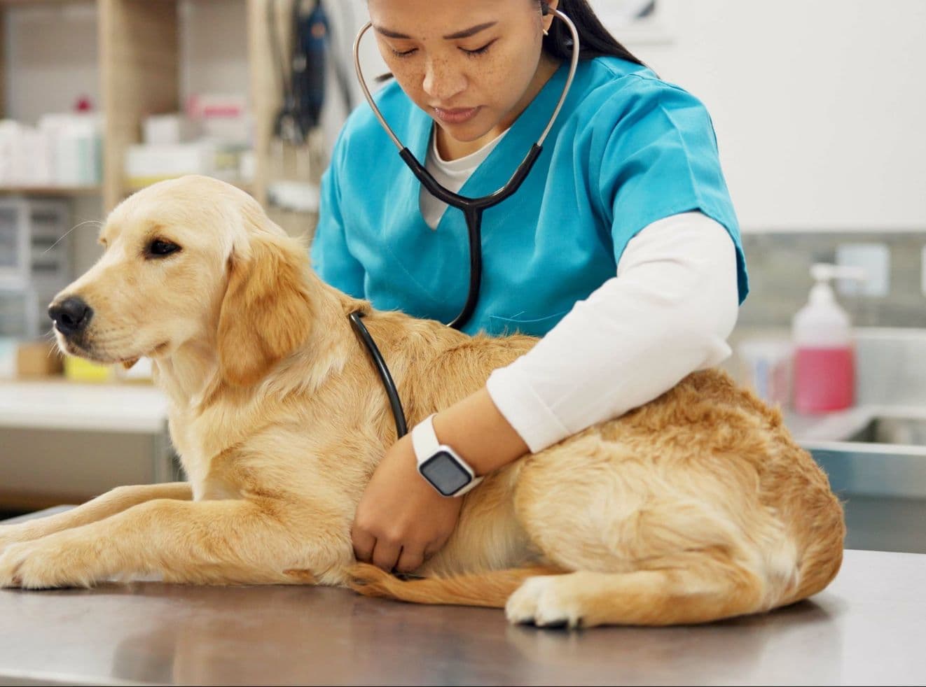 La importancia de los chequeos regulares para tu mascota