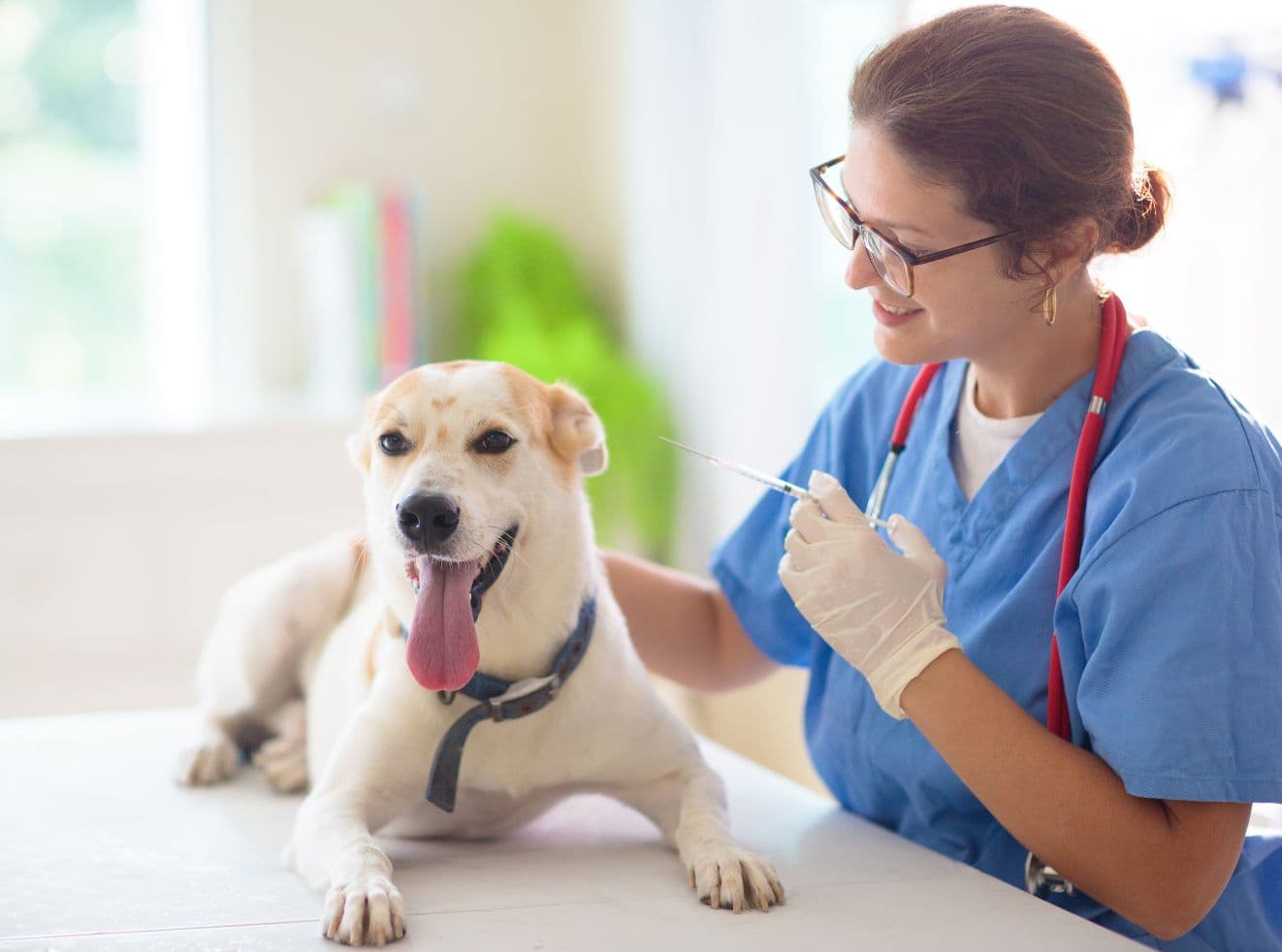 ¿Por qué son importantes las vacunas para tu mascota?