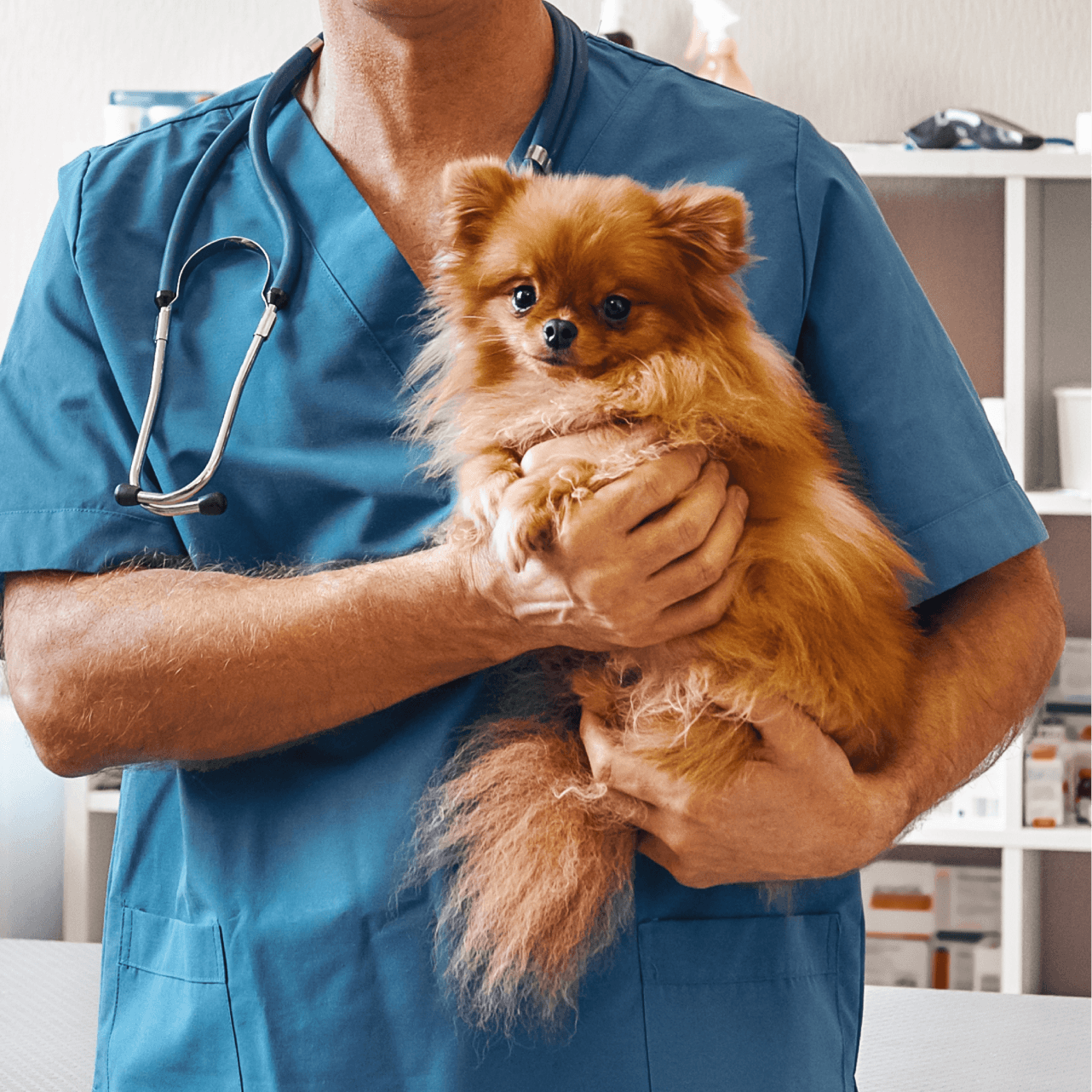 Consultas veterinarias